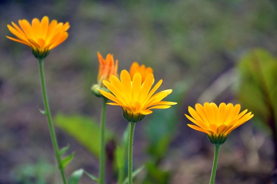 Closeup picture of Calendula Flowers