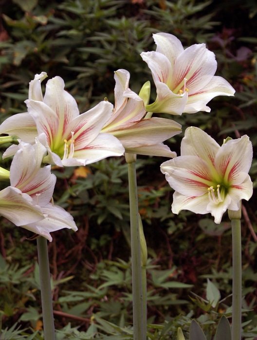 beautiful flowers in the botanical garden