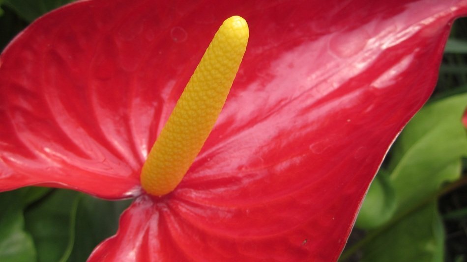 red flower with a yellow center on a green bush