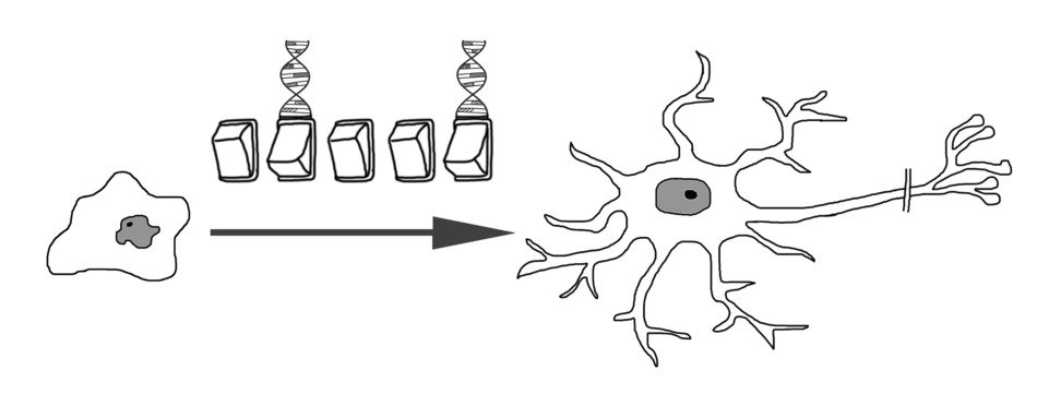 Neuronal Differentiation drawing