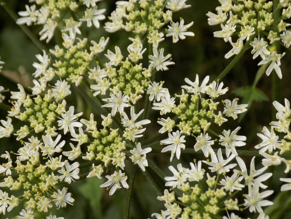 Giersch Umbelliferae flower