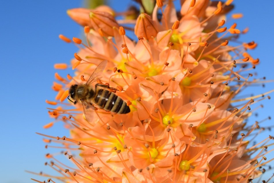 insect on bright eremurus