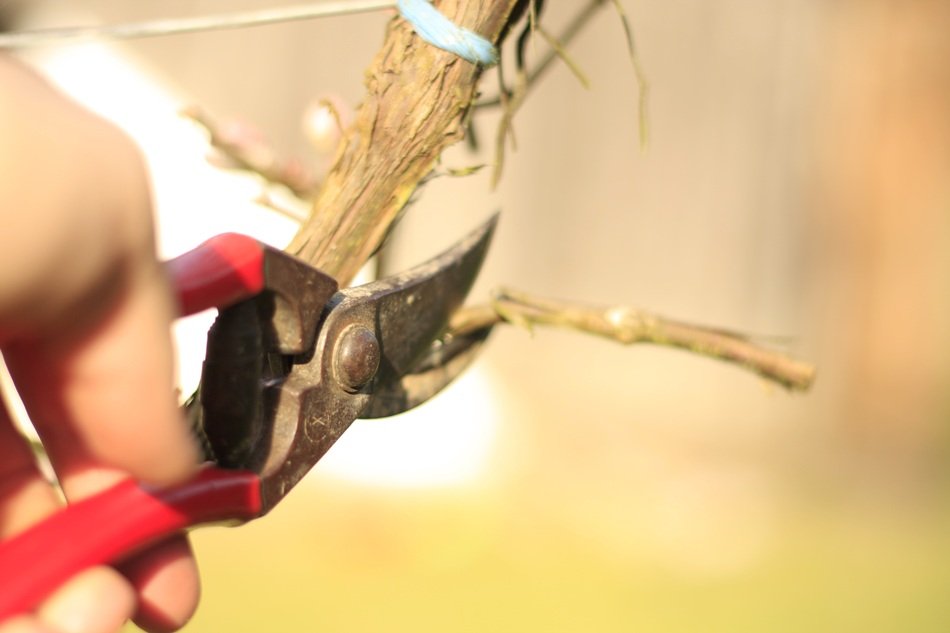 secateurs for pruned branches