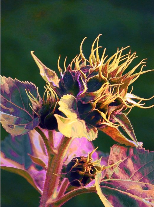 Art work of flowers