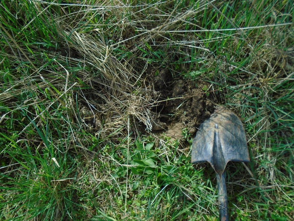 shovel on grass