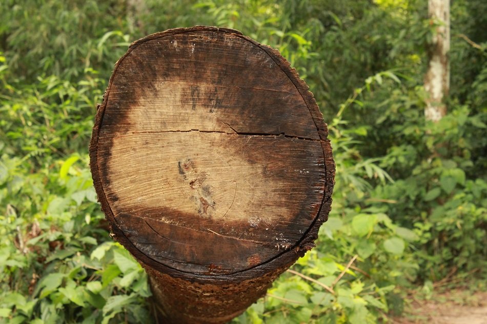 wet log in the forest