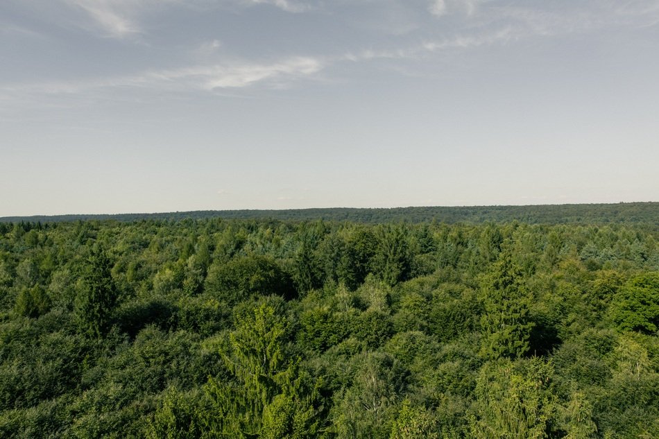 panorama of deciduous forest in bavaria