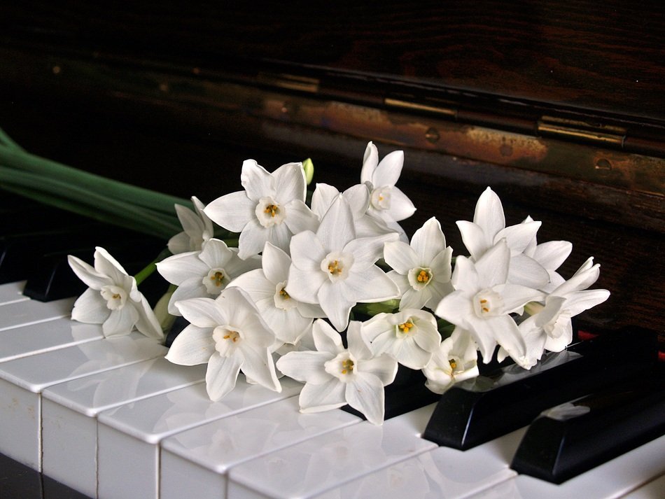 white daffodils on piano keys