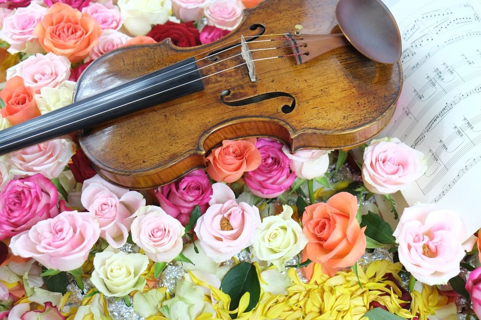 violin in roses