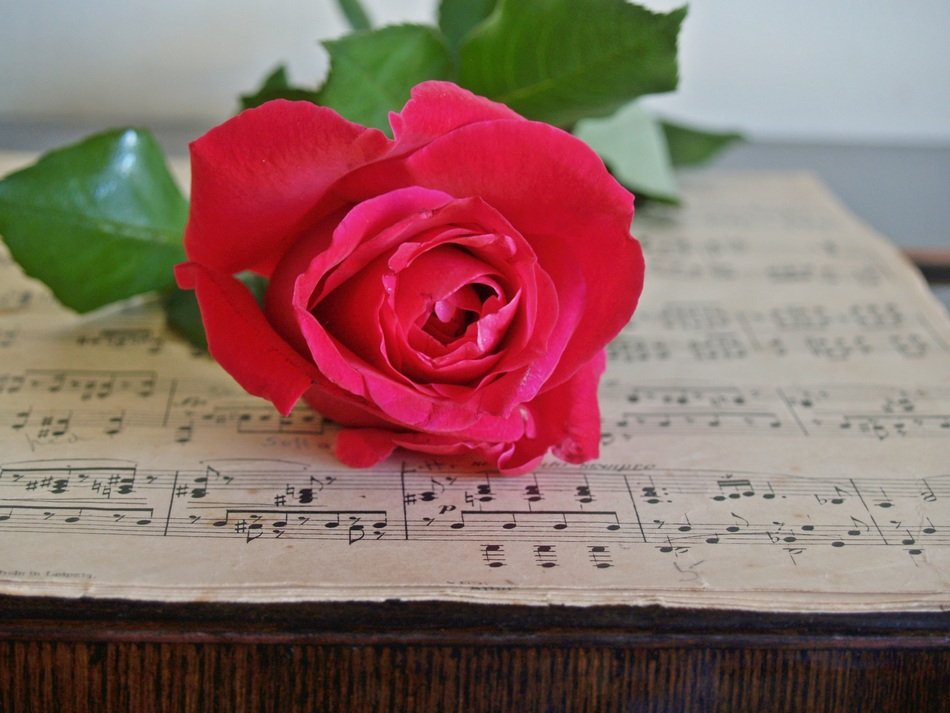 Rose on sheet music