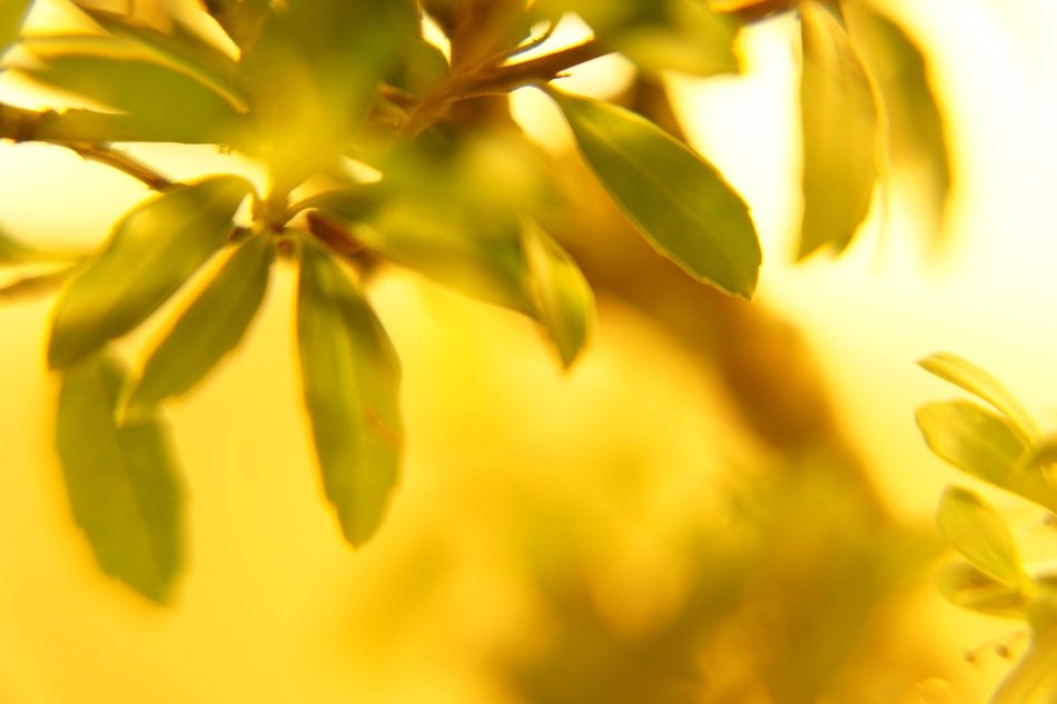 green leaves in a yellow glow
