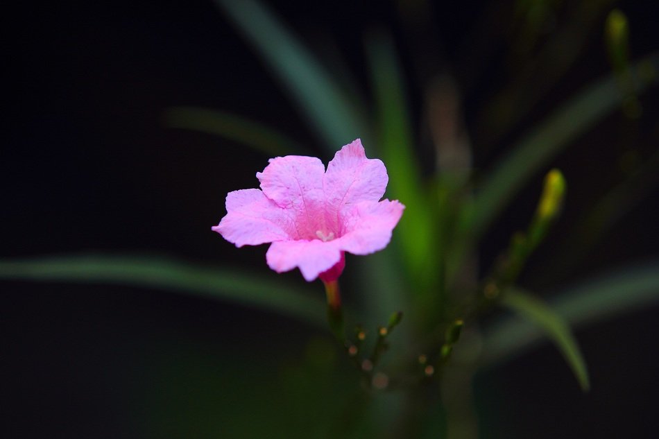 bright pink garden blossom