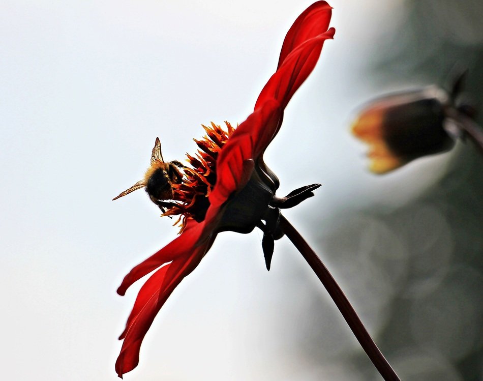insect on red dahlia close up