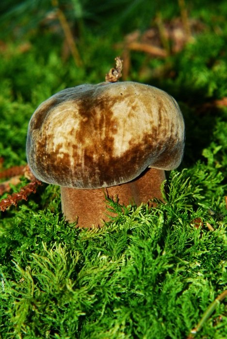 porphyrellus porphyrosporus on green grass close-up on blurred background