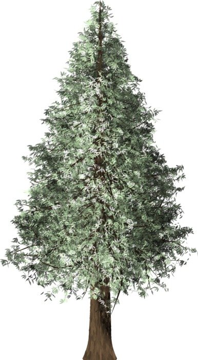 painted evergreen mahogany