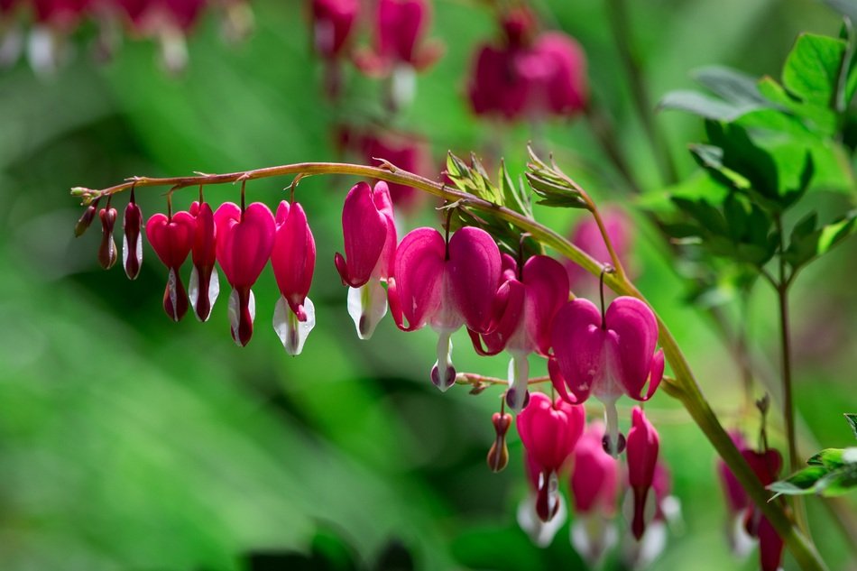 drops of water on pink buds in the form of hearts
