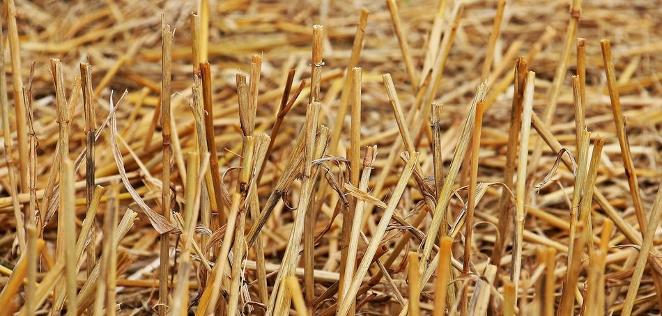 Stubble Harvest close-up on blurred background