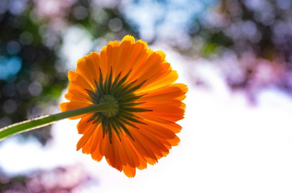 orange flower in the garden in the sun