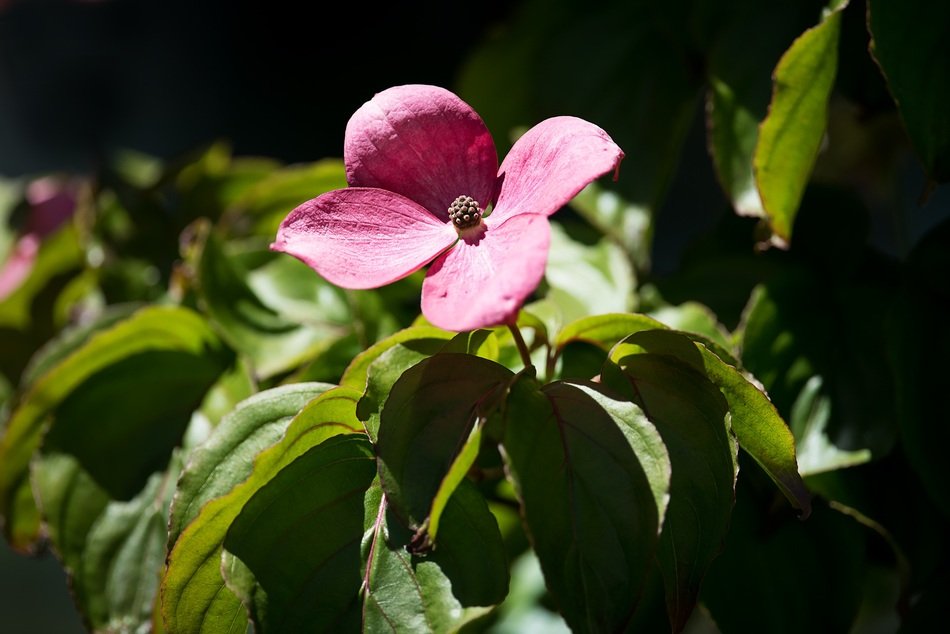Picture of pink Blossom