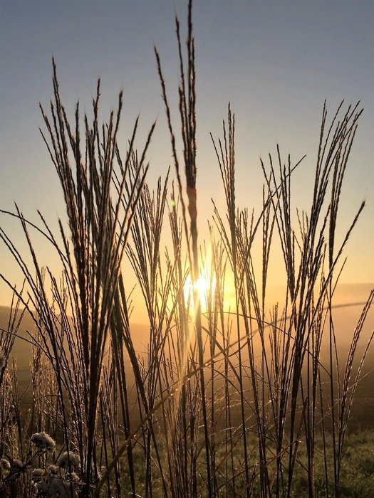 bright sunrise in the grass