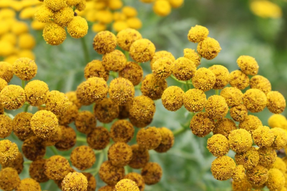 Tansy Fern Flower
