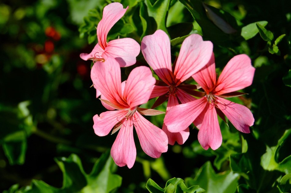pink garden flowers in the sunlight