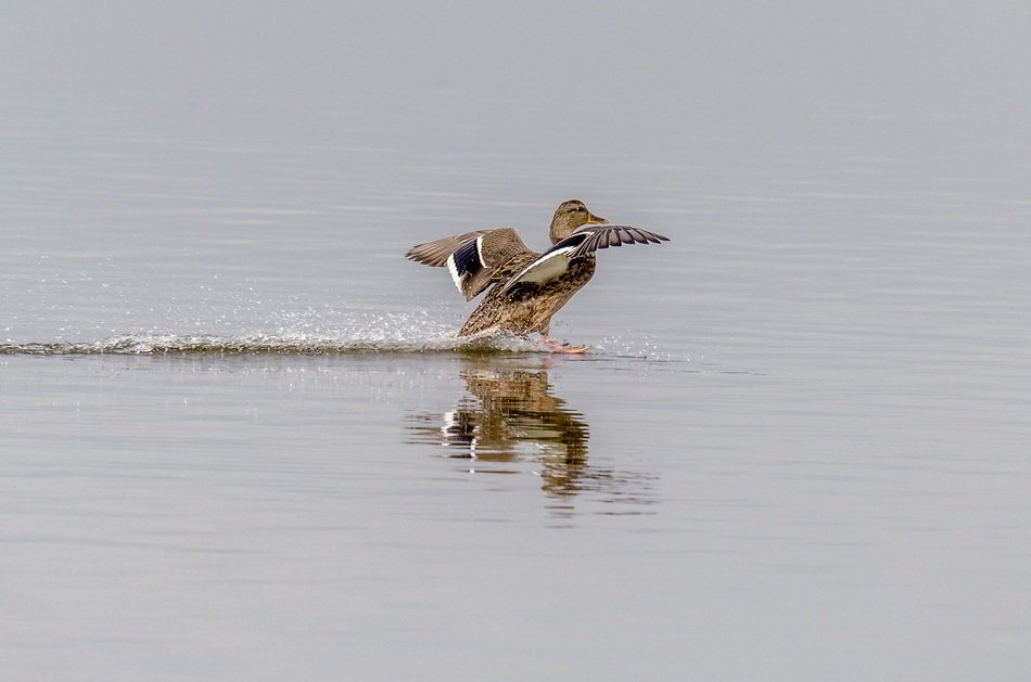 mallard Duck Gliding on water