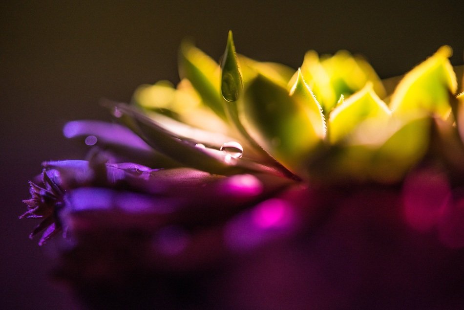 soft light over purple cactus bloom
