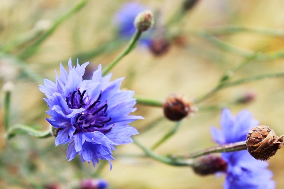 cornflowers on the field in spring