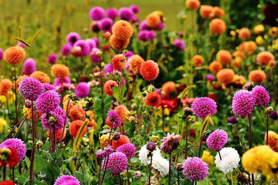 bright various dahlia in the garden