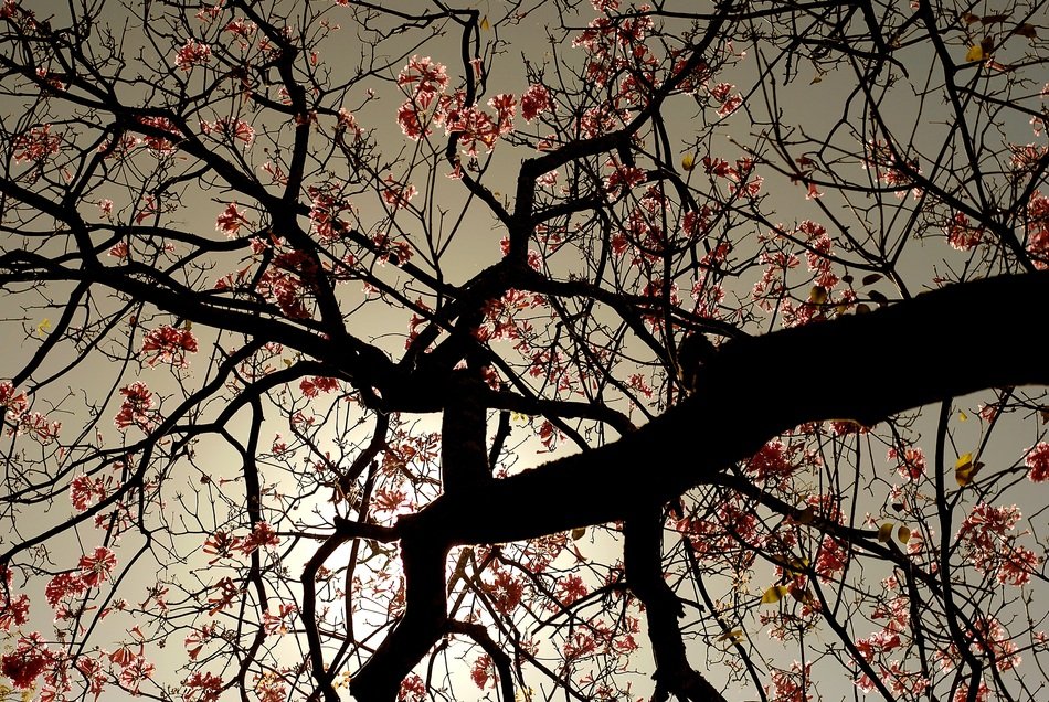 Spring flower tree against the sunlight
