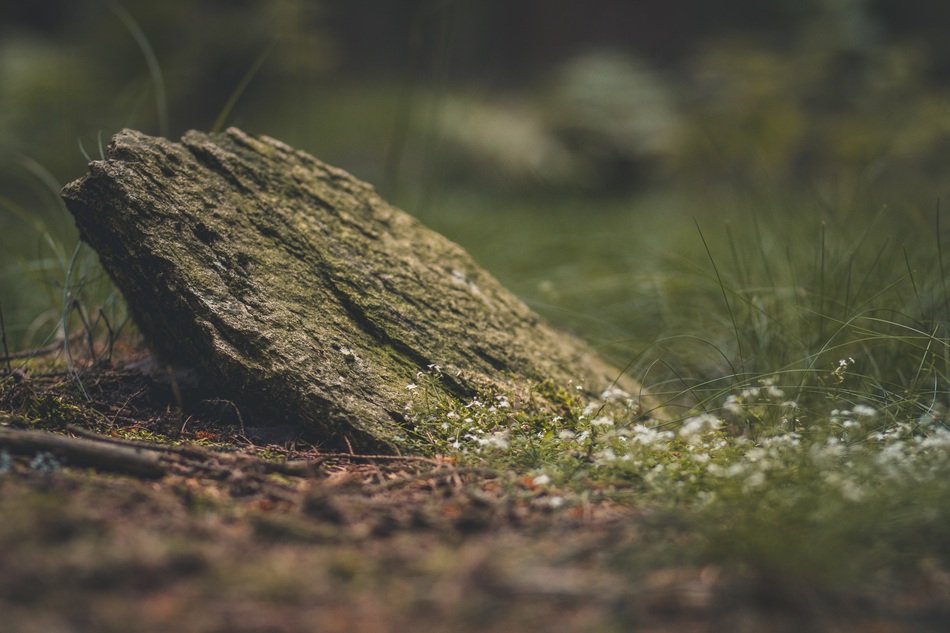 Grass covered stone in a forest