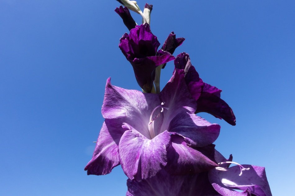 purple gladiolus under the sun