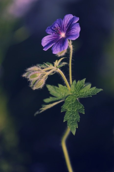 purple cranesbill in the forest