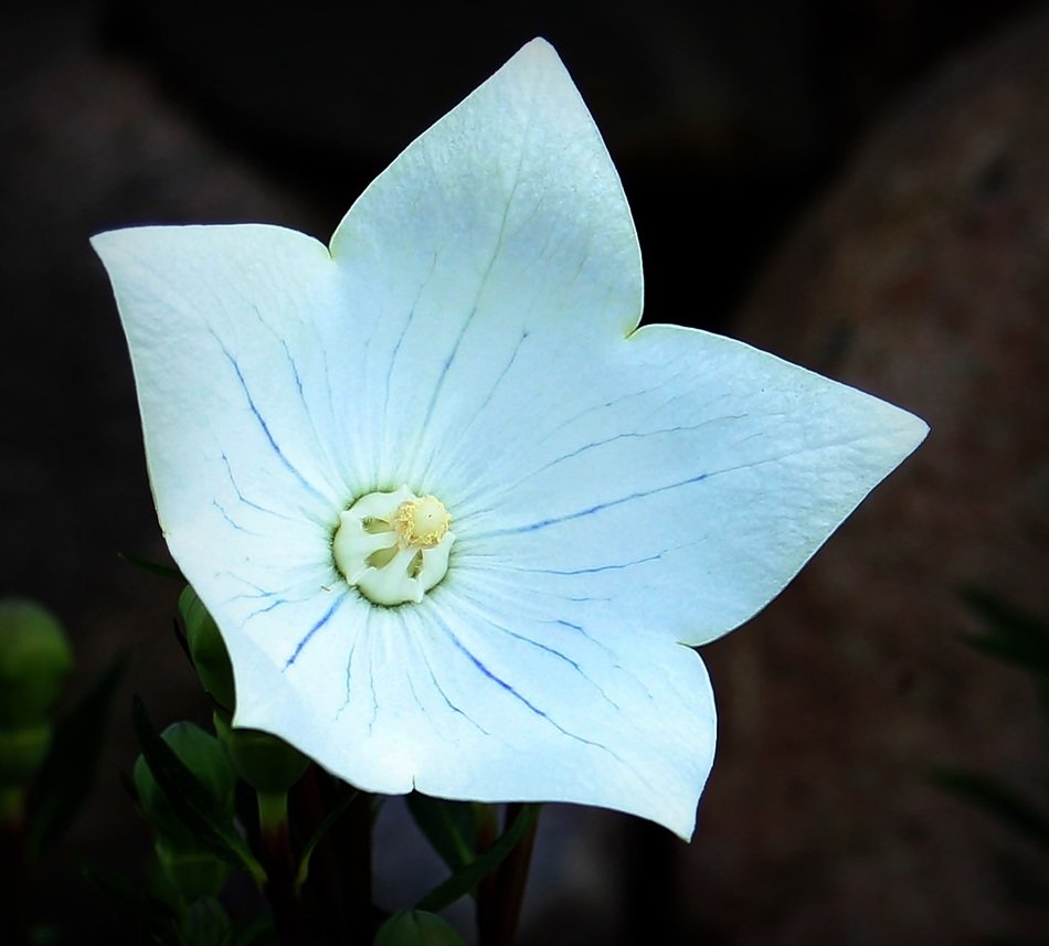 wonderful Balloon Flower