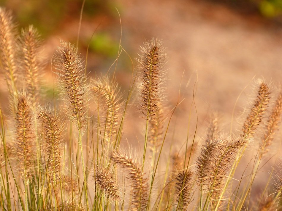 Plant under the evening sun