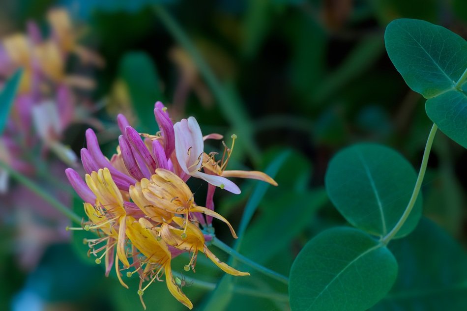 beautiful bud of honeysuckle