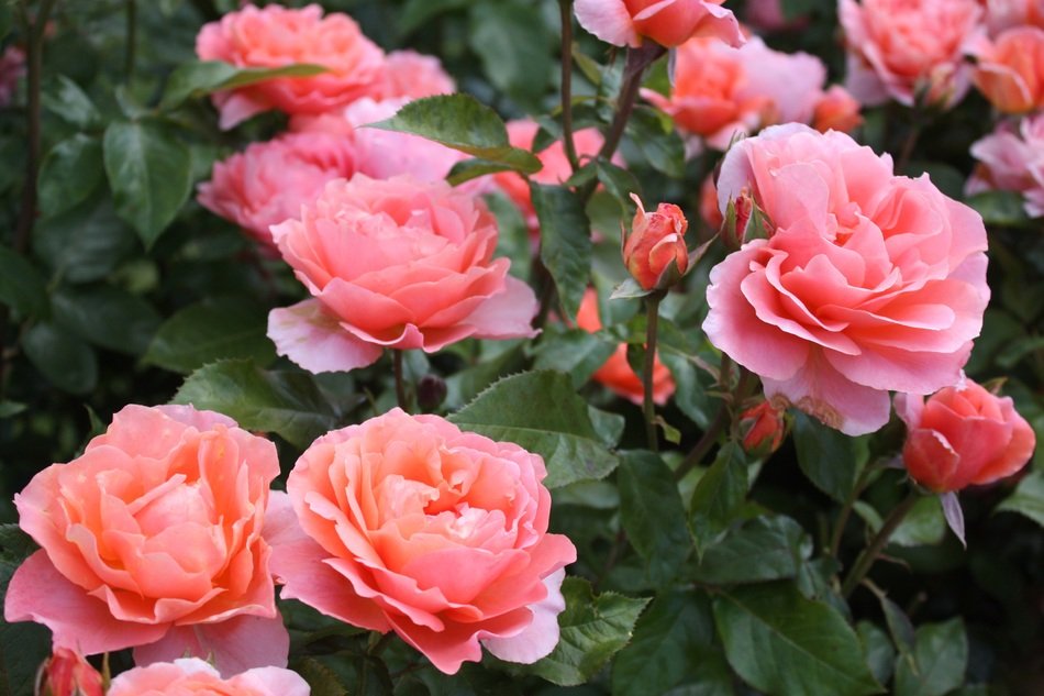 Garden Rose Festival