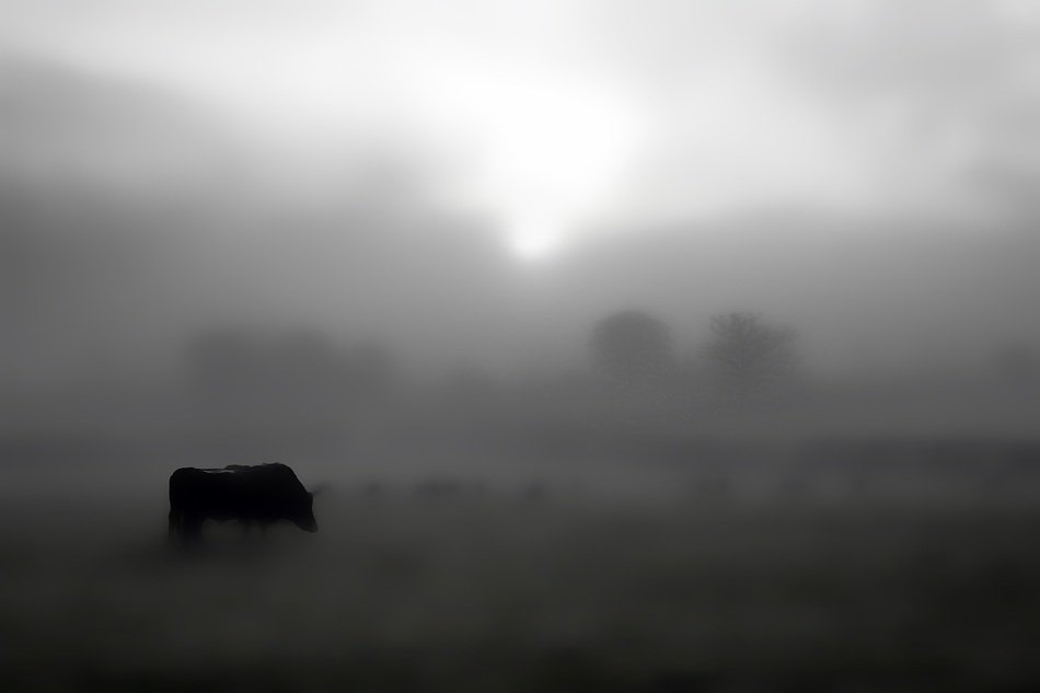 foggy countryide
