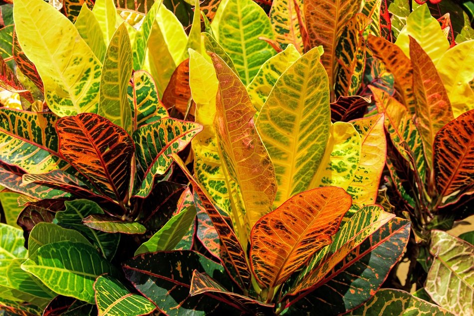 Croto Sheets Of Colors