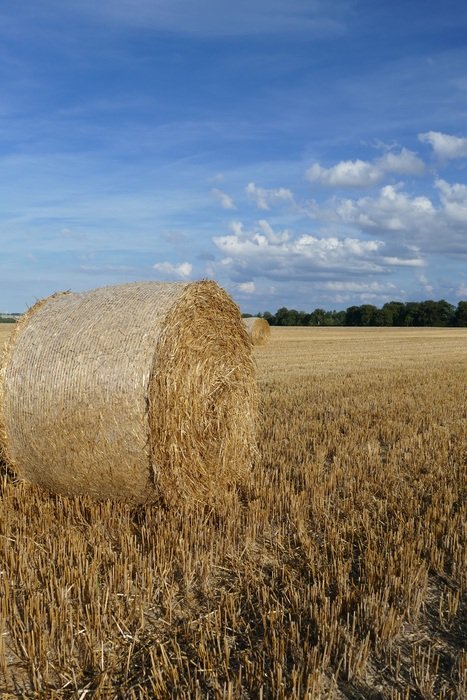 one bale of straw on the field