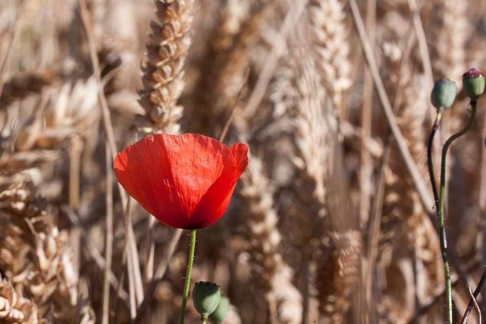 red Poppy blooming among ripe cereals