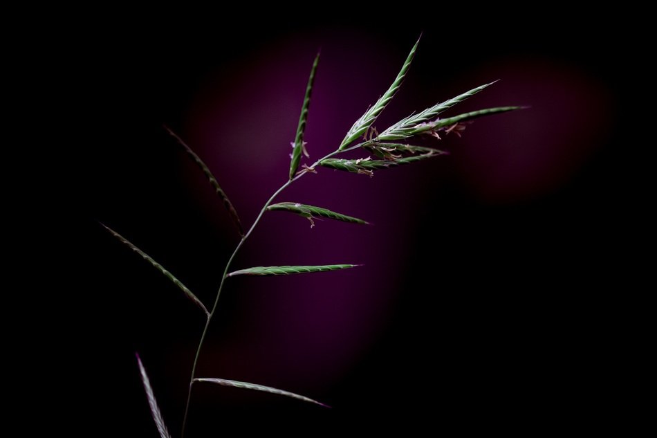 tender blade of grass on a dark background