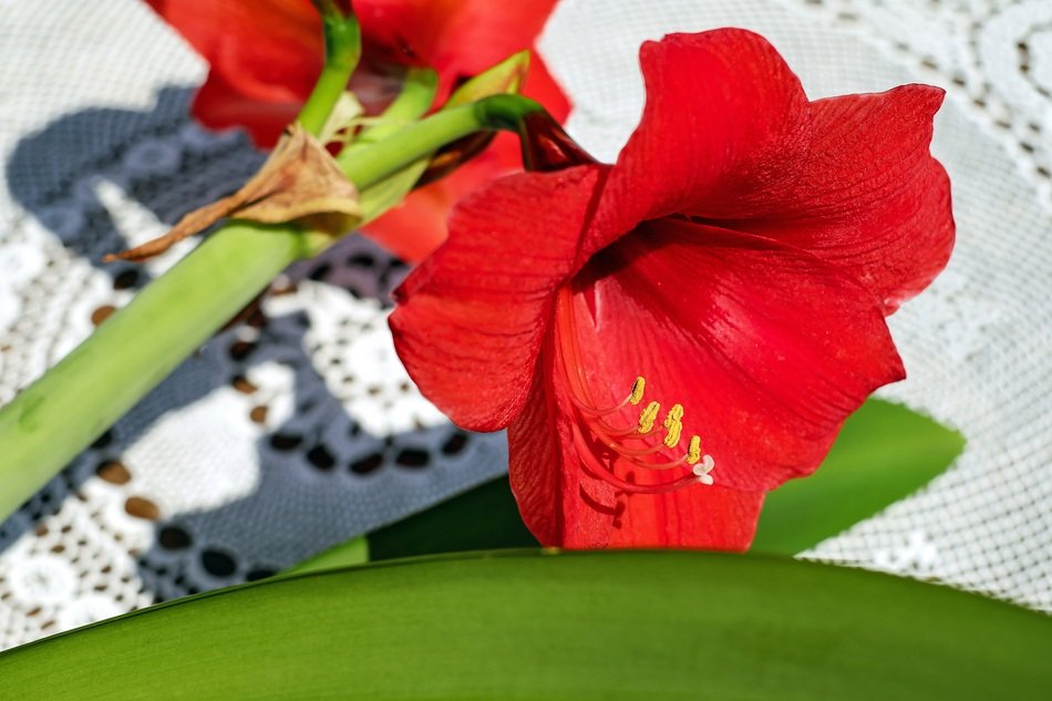 Closeup Picture of red Amarillis Flowers