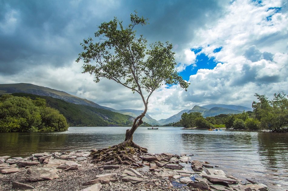 tree near the river in snowdonia