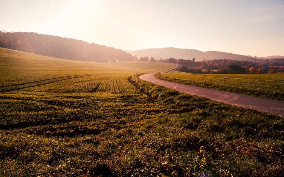 summer rural field in the sun