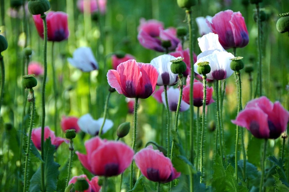 A lot of colorful poppies on a field