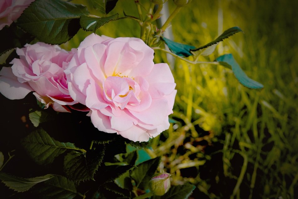 Beautiful, pink and white buds of garden roses among the green grass