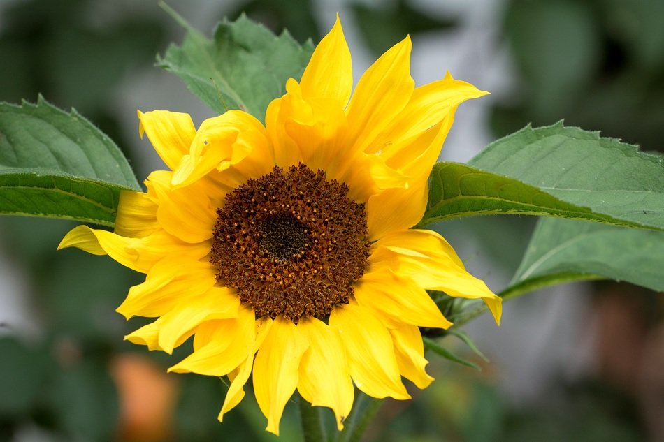 young sunflower bud in the garden