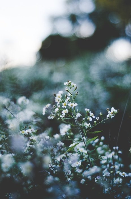 Camomille Flowers
